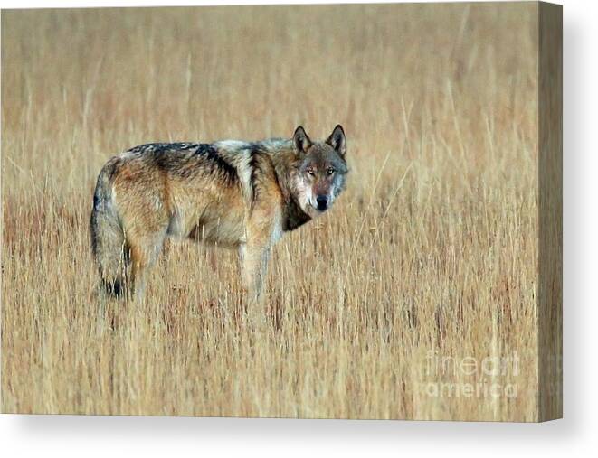 Wolf Canvas Print featuring the photograph Wolf Profile by Bill Singleton