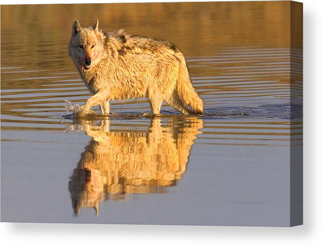 Gray Wolf Canvas Print featuring the photograph Wolf Reflection by Aaron Whittemore