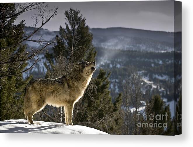 Wolf Canvas Print featuring the photograph Wolves Nature Song by Wildlife Fine Art