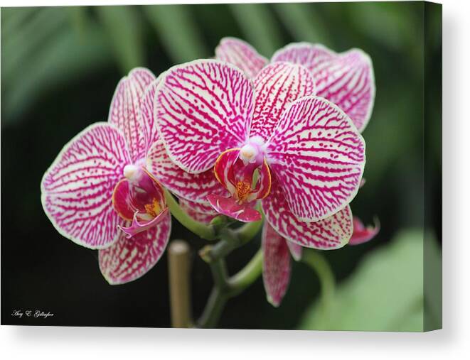 Orchid Canvas Print featuring the photograph Wondering Beauties by Amy Gallagher