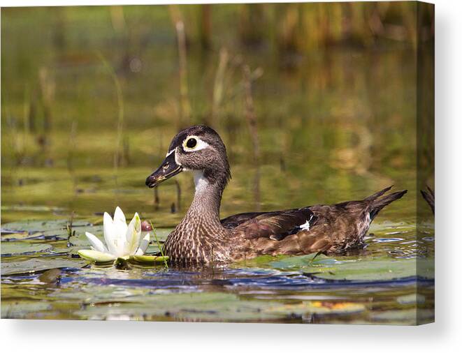 Duck Canvas Print featuring the photograph Wood Duck by Stephanie McDowell