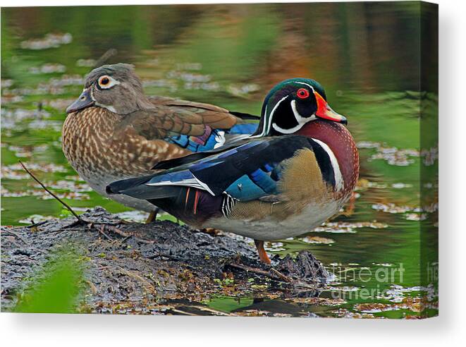 Duck Canvas Print featuring the photograph Wood ducks He and She by Larry Nieland