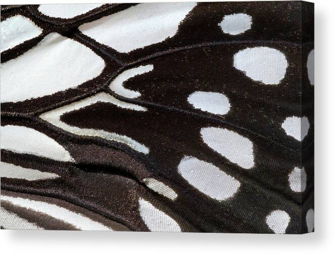 Insect Canvas Print featuring the photograph Wood Nymph Butterfly Wing Markings by Nigel Downer