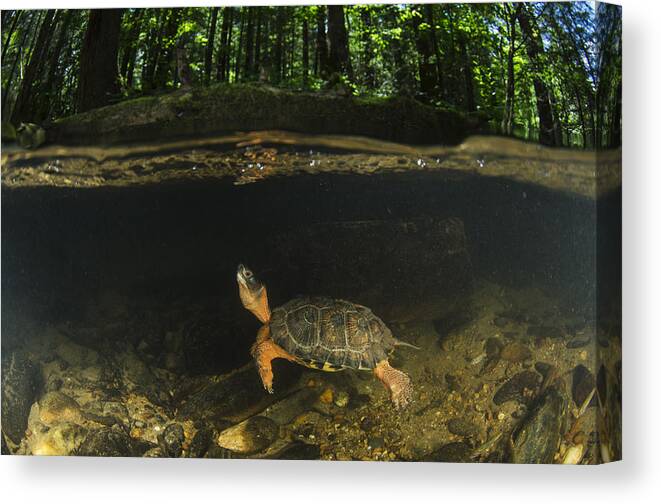 Pete Oxford Canvas Print featuring the photograph Wood Turtle Swimming North America by Pete Oxford