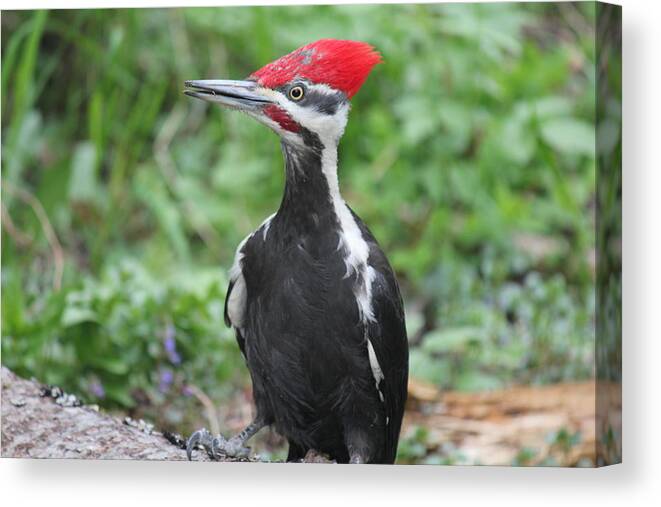 Woodpecker Canvas Print featuring the photograph Woody by Ruth Kamenev