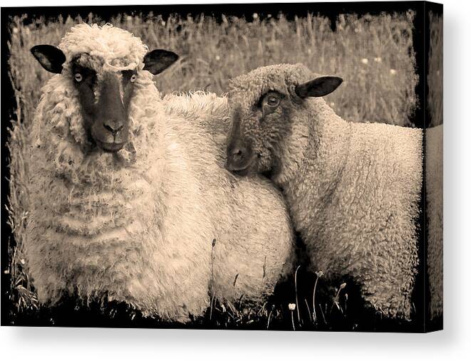 Sheep Canvas Print featuring the photograph Wooly Love by Jennifer Wright