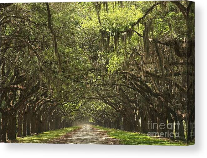 Avenue Of The Oaks Canvas Print featuring the photograph Wormsloe Avenue Of The Oaks by Adam Jewell