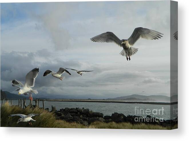 Birds Canvas Print featuring the photograph Wow Seagulls 2 by Gallery Of Hope 