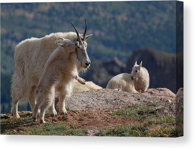 Mountain Goats; Posing; Group Photo; Baby Goat; Nature; Colorado; Crowd; Baby Goat; Mountain Goat Baby; Happy; Joy; Nature; Brothers Canvas Print featuring the photograph XX's and OO's by Jim Garrison