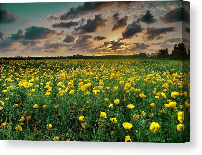 Poppy Canvas Print featuring the photograph Yello Poppies by Meir Ezrachi