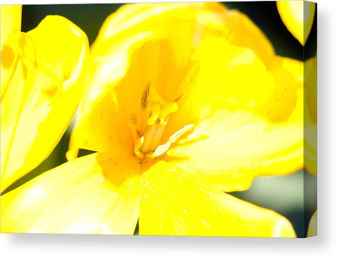 Tulips Canvas Print featuring the photograph Yellow 01 by Keith Thomson