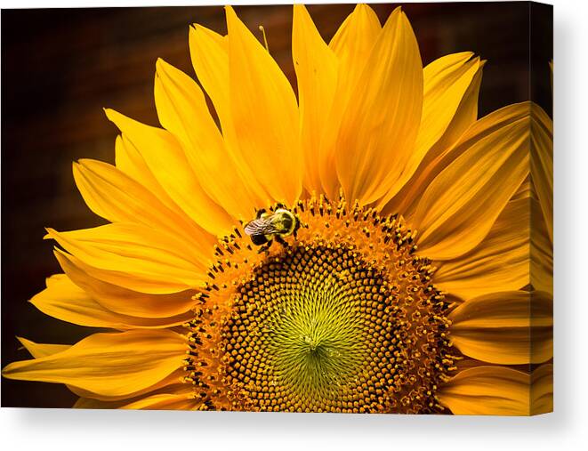 Sunflower Canvas Print featuring the photograph Yellow and Black by Sara Frank