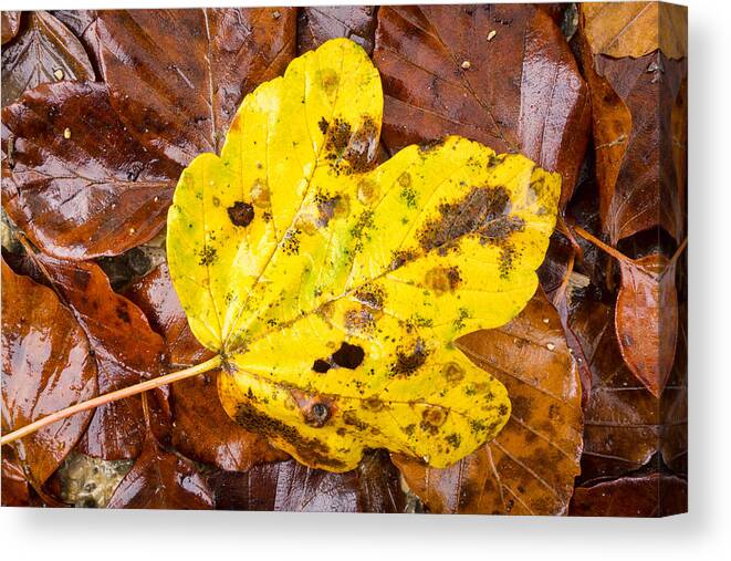Yellow Canvas Print featuring the photograph Yellow and brown foliage in fall by Matthias Hauser