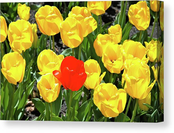 Tulips Canvas Print featuring the photograph Yellow and One Red Tulip by Ed Riche