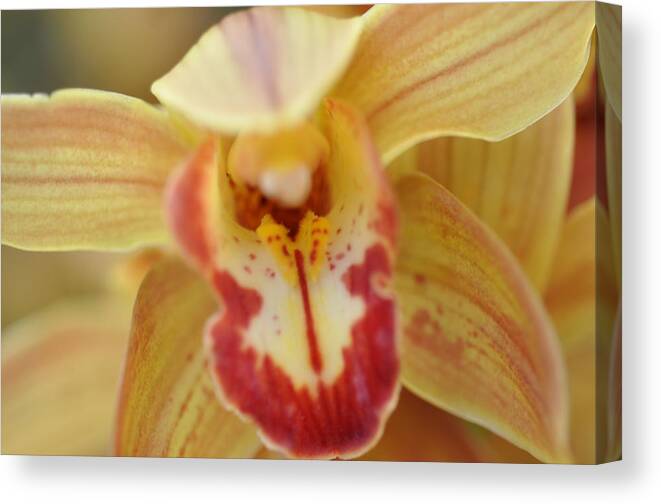 Orchid Canvas Print featuring the photograph Yellow and Red Orchid by Sue Morris