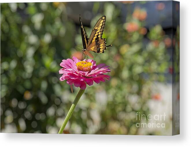 Black Canvas Print featuring the photograph Yellow Butterfly Landing on a Zinnia by James L Davidson