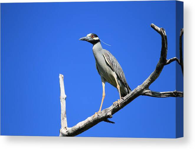 Nature Canvas Print featuring the photograph Yellow-Crowned Night Heron by Doug McPherson