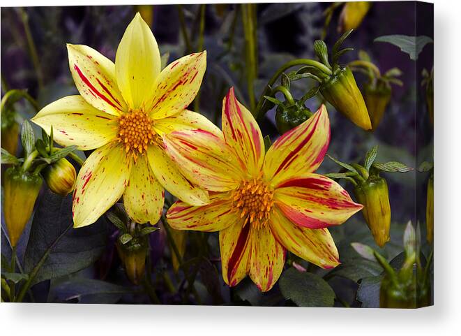 Yellow Dahlia Canvas Print featuring the photograph Yellow Dahlia by Greg Reed