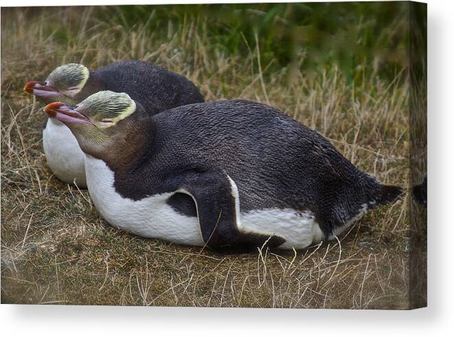 Eudyptes Canvas Print featuring the photograph Sleeping Yellow Eyed Penguins by Venetia Featherstone-Witty