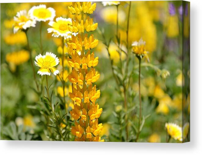 Yellow Canvas Print featuring the photograph Yellow Flowers in the Meadow by Liz Vernand