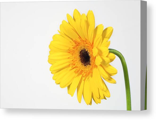 Companionship Canvas Print featuring the photograph Yellow Gerbera by Leah Hammond