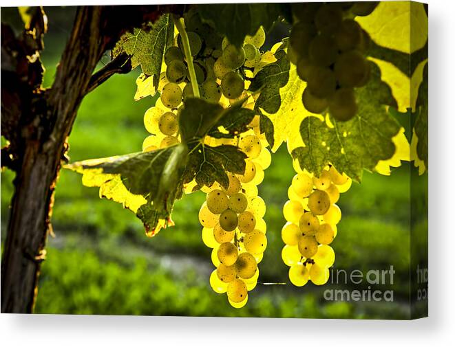 Green Canvas Print featuring the photograph Yellow grapes in sunshine by Elena Elisseeva