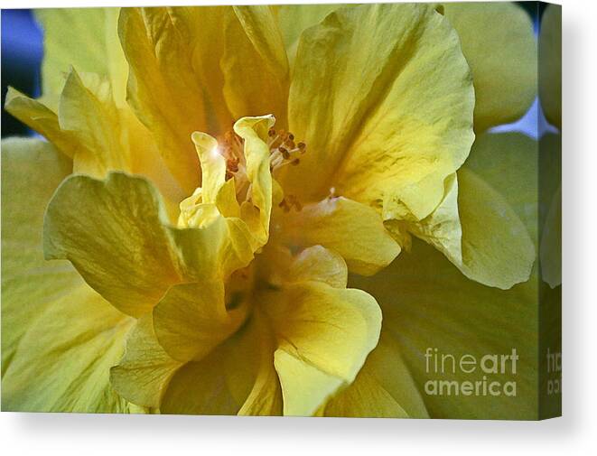 Flowers Canvas Print featuring the photograph Yellow is Yellow by Alison Caltrider