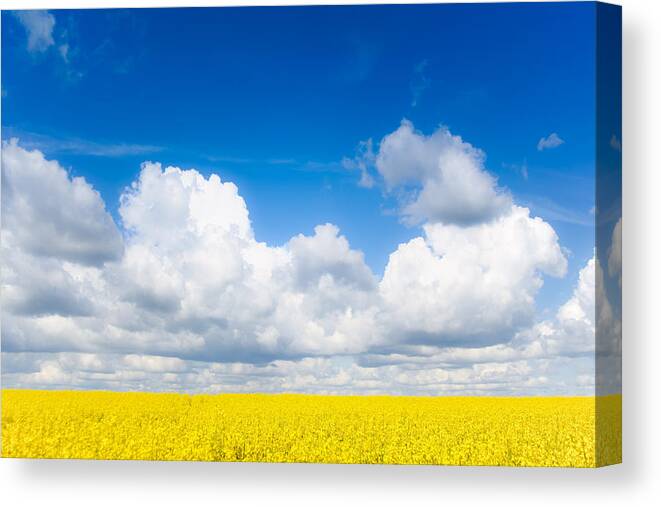 Mustard Canvas Print featuring the photograph Yellow Mustard Fields Under a Deep Blue Sky by Nila Newsom