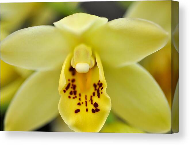 Yellow Orchid Canvas Print featuring the photograph Yellow Orchid by Sue Morris