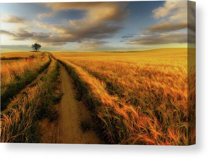 Poland Canvas Print featuring the photograph Yellow by Piotr Krol (bax)