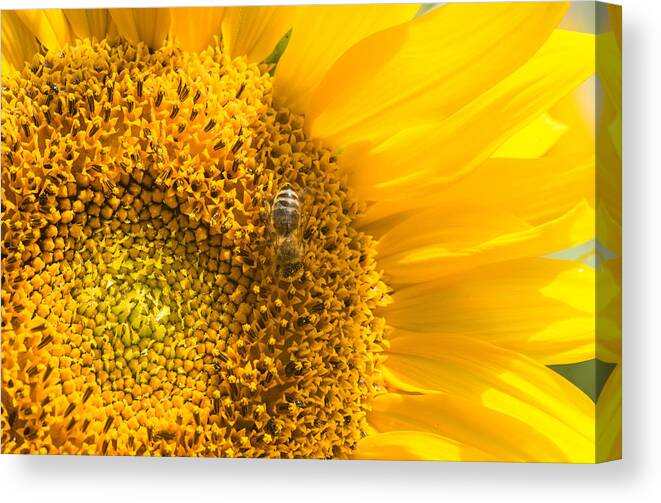 Sunflower Canvas Print featuring the photograph Yellow sunflower - detail by Matthias Hauser