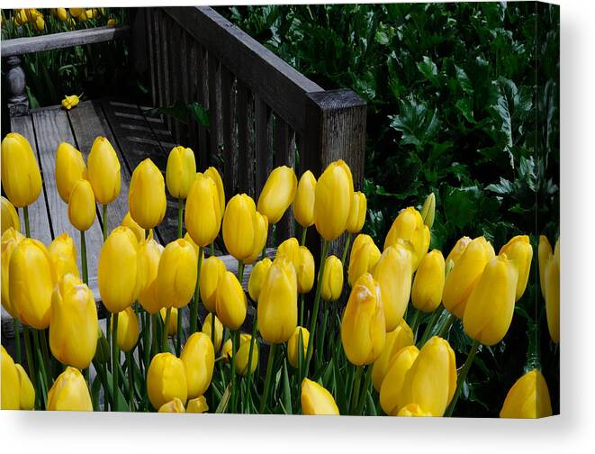 Bench Canvas Print featuring the photograph Yellow Tulips by Haleh Mahbod