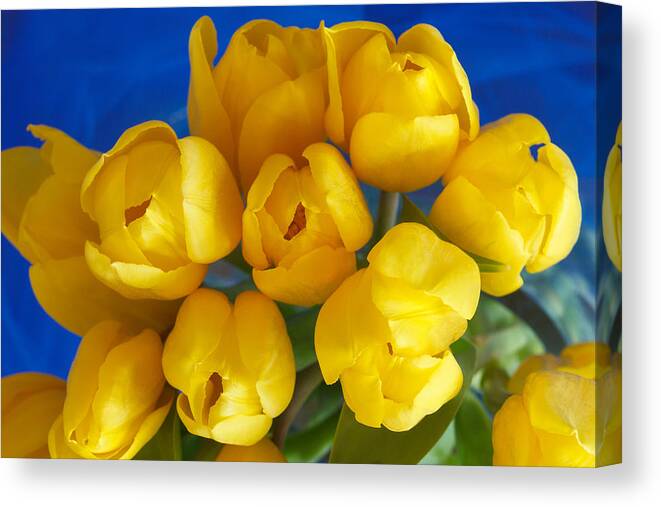Tulip Canvas Print featuring the photograph Yellow Tulips by Patricia Schaefer