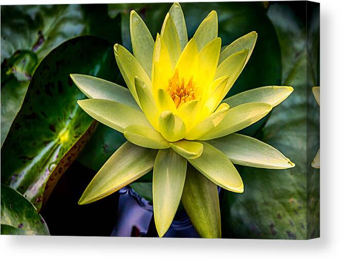 Jay Stockhaus Canvas Print featuring the photograph Yellow Water Lily by Jay Stockhaus