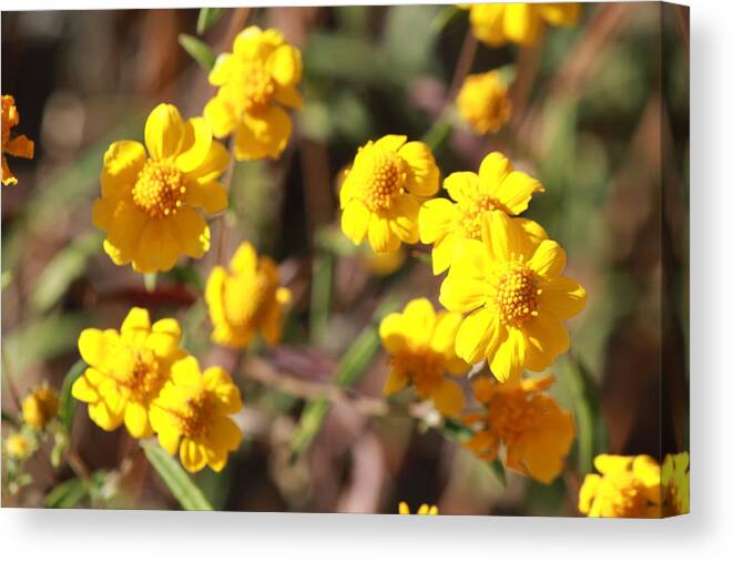 Landscape Canvas Print featuring the photograph Yellow Wild Flowers by Photography By Phyllis