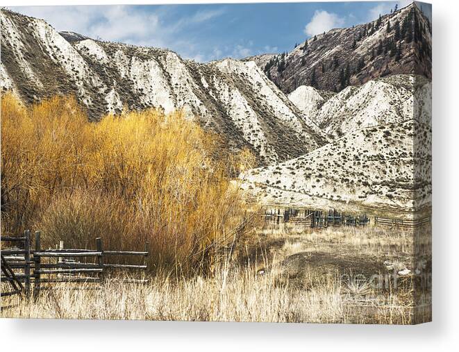 Yellow Willow Canvas Print featuring the photograph Yellow Willow by Sandi Mikuse