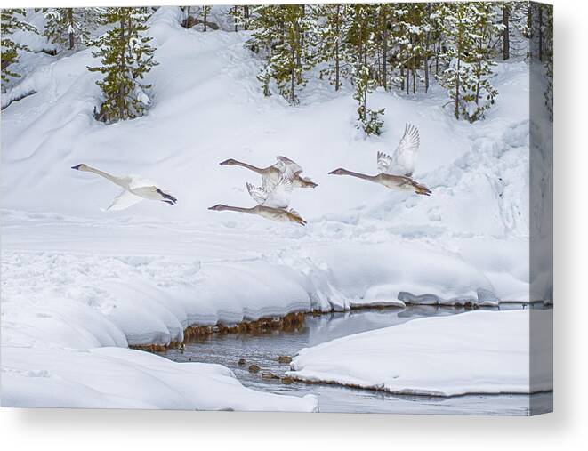 Geese Canvas Print featuring the photograph Yellowstone Geese Fly By by David Yack