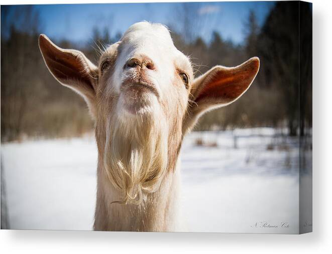 Photograph Canvas Print featuring the photograph 'Yoda' Goat by Natalie Rotman Cote