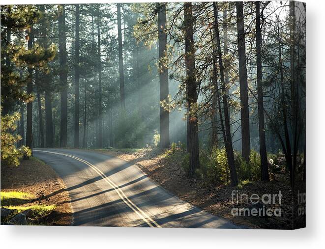 Tree Canvas Print featuring the photograph Yosemite sunlight by Jane Rix