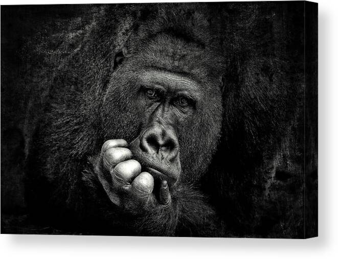 Gorilla Canvas Print featuring the photograph You .... by Antje Wenner-braun