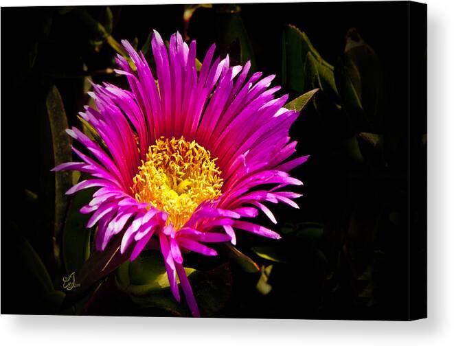 Flower Canvas Print featuring the photograph You Are So Beautiful by Music of the Heart