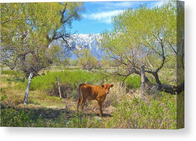Sky Canvas Print featuring the photograph Young At Heart by Marilyn Diaz