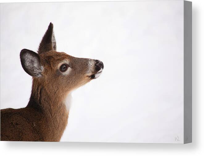 Deer Canvas Print featuring the photograph Young Deer in Winter by Karol Livote