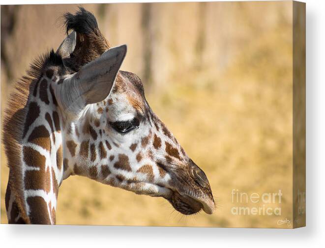 Young Giraffe Canvas Print featuring the photograph Young Giraffe by Imagery by Charly