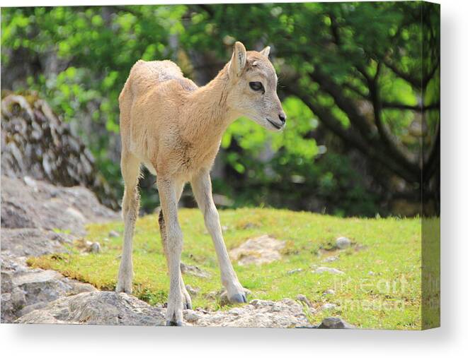 Animal Canvas Print featuring the photograph Young Goat by Amanda Mohler
