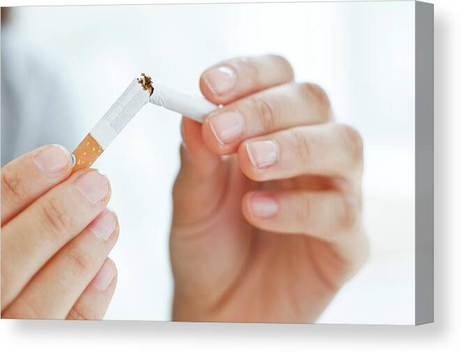 25-29 Years Canvas Print featuring the photograph Young Woman Breaking Cigarette In Half by Science Photo Library