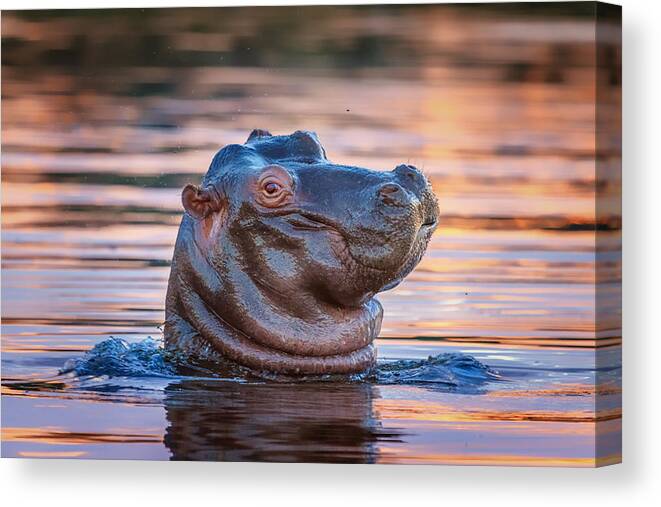 Africa Canvas Print featuring the photograph Youthful Double Chin by Sylvia J Zarco