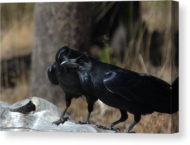Raven Canvas Print featuring the photograph You've got something on your beak by Frank Madia