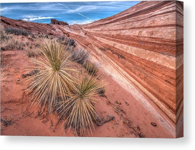 Canyon Canvas Print featuring the photograph Yucca Valley by Peter Tellone