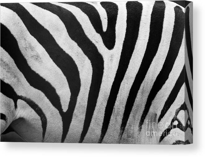 Zebra Canvas Print featuring the photograph Zebra pattern close up by Michal Bednarek